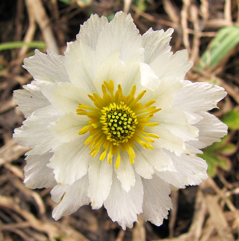 Изображение особи Trollius lilacinus.