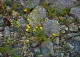 genus Ranunculus