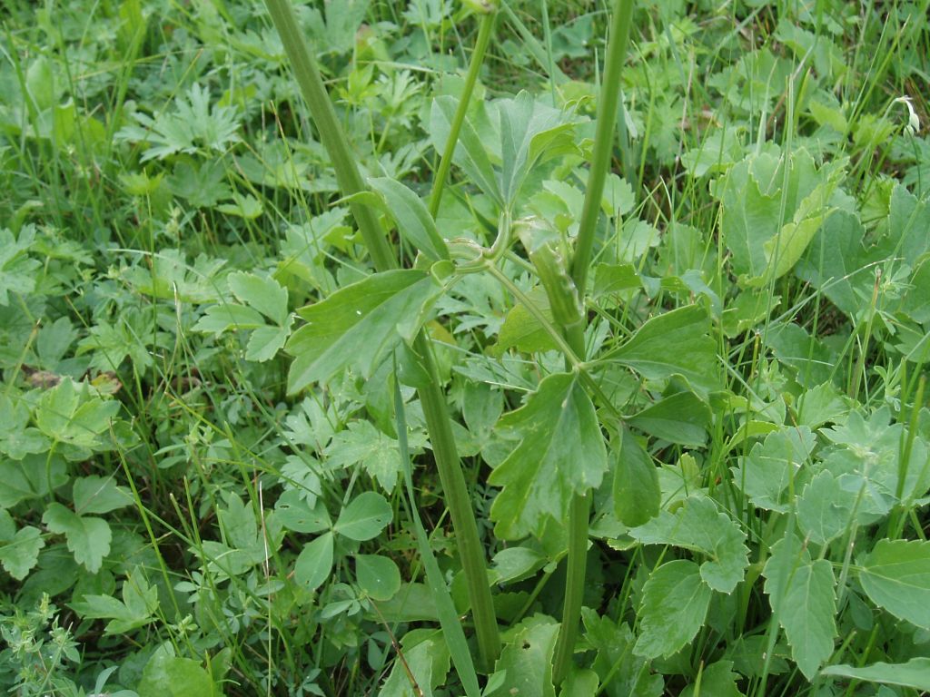 Image of Ostericum palustre specimen.