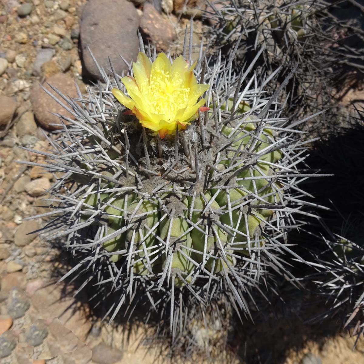 Изображение особи Copiapoa echinoides.