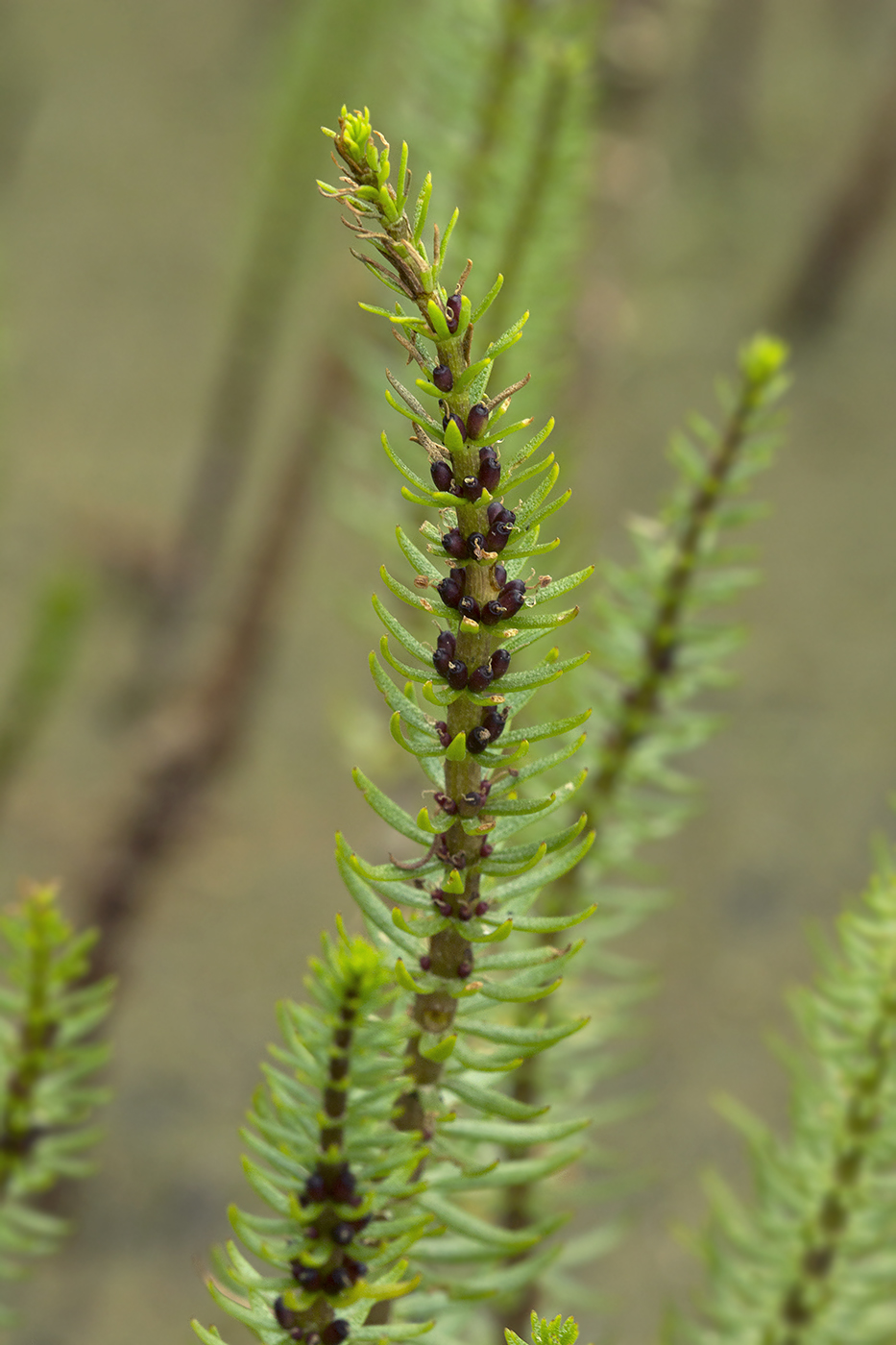 Изображение особи Hippuris vulgaris.