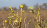 Euphorbia seguieriana