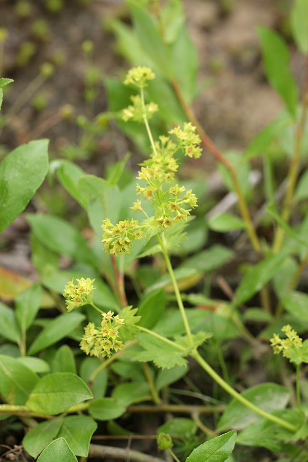 Изображение особи род Alchemilla.