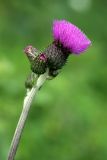 Cirsium heterophyllum