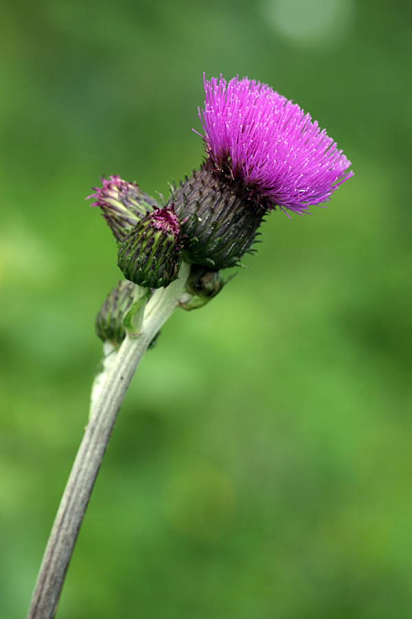 Изображение особи Cirsium heterophyllum.