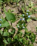 Brunnera macrophylla