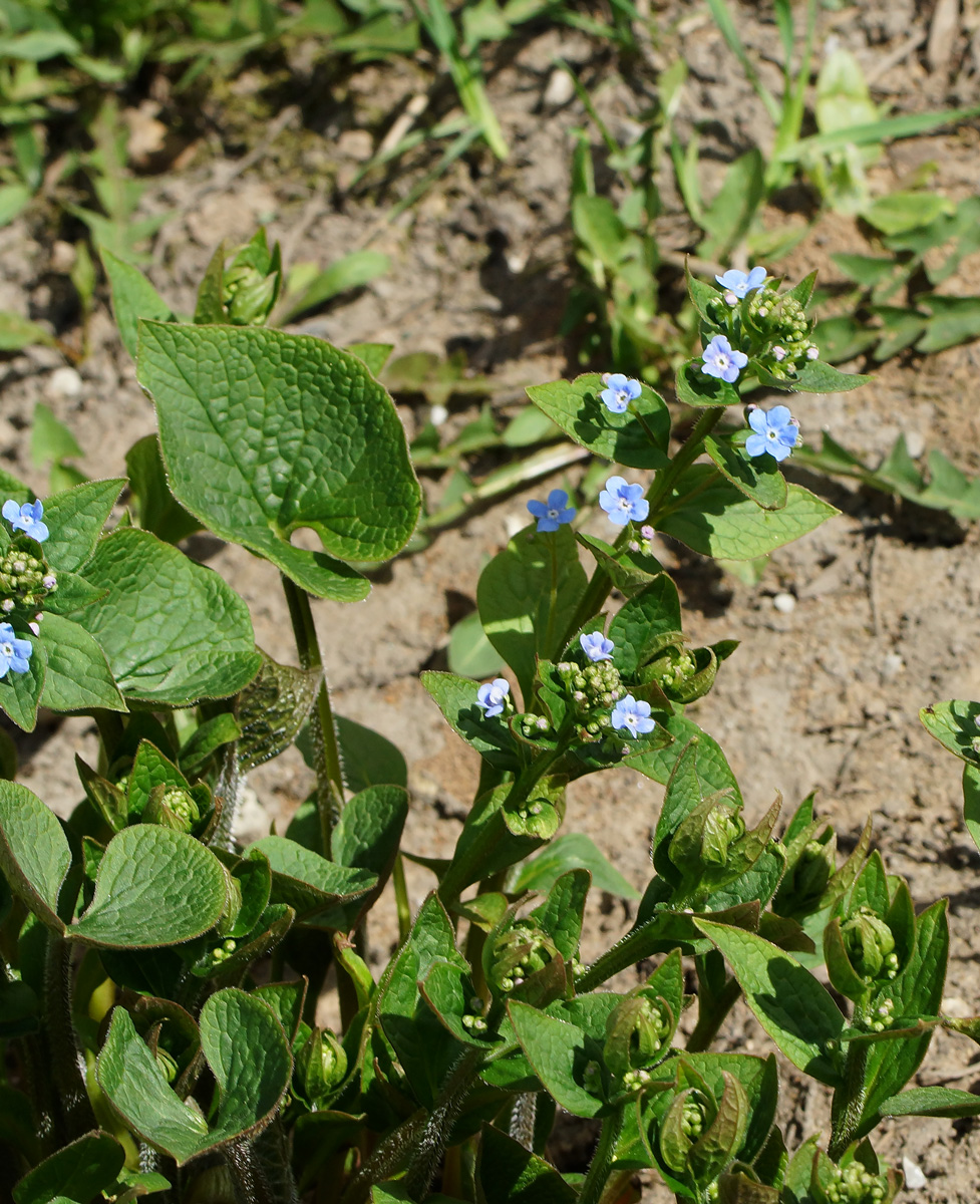 Изображение особи Brunnera macrophylla.