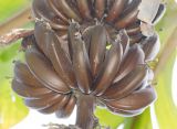 Musa &times; paradisiaca