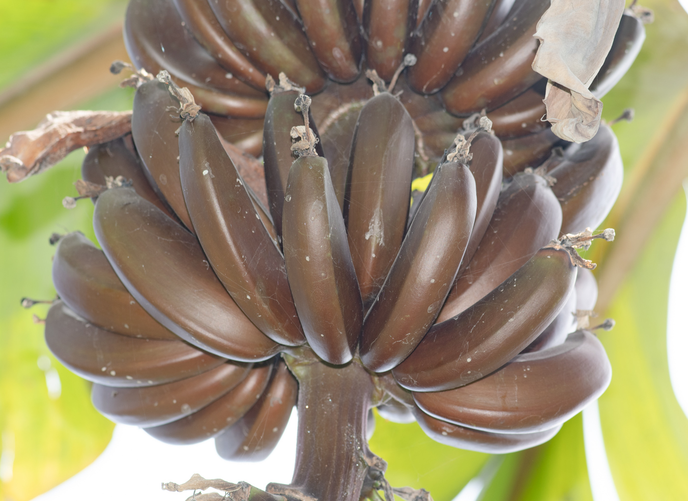 Image of Musa &times; paradisiaca specimen.