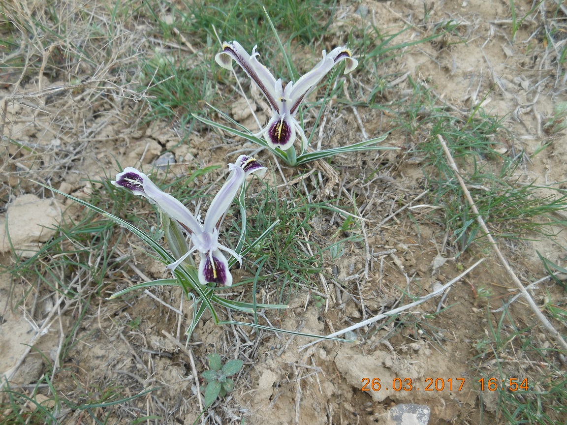 Изображение особи Juno narynensis.