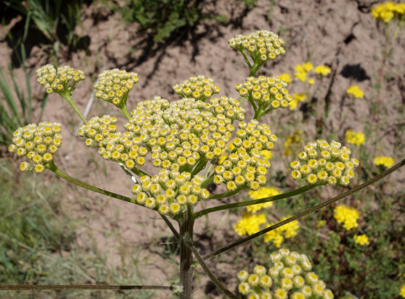 Image of Handelia trichophylla specimen.