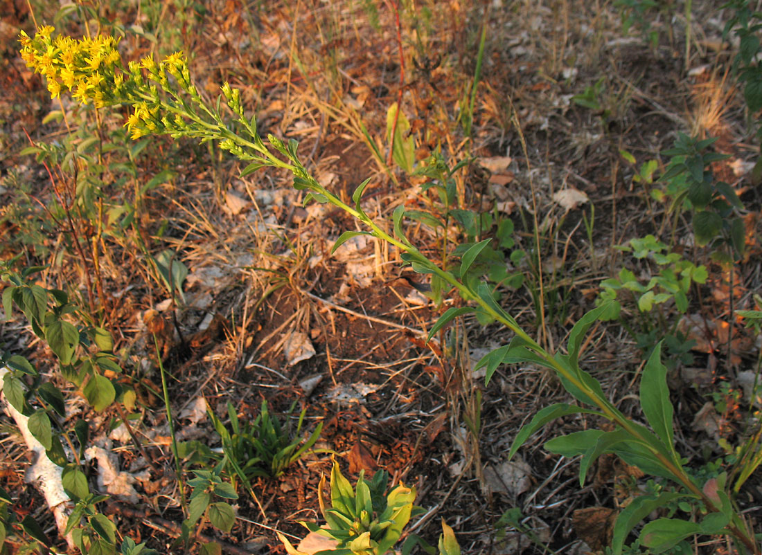 Image of Solidago virgaurea specimen.