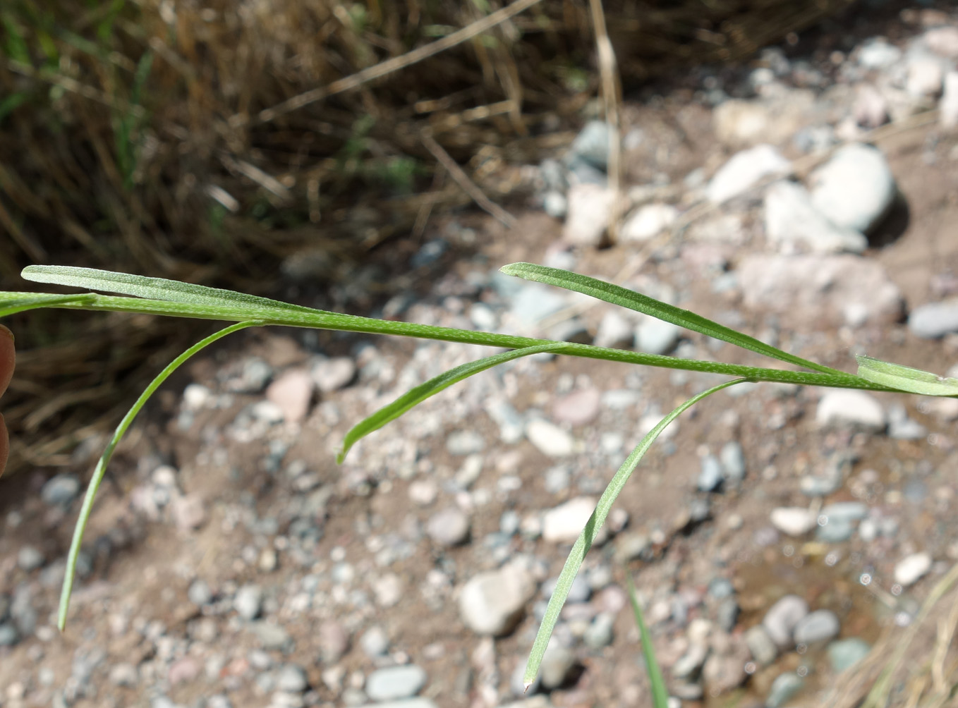 Image of Erysimum canescens specimen.