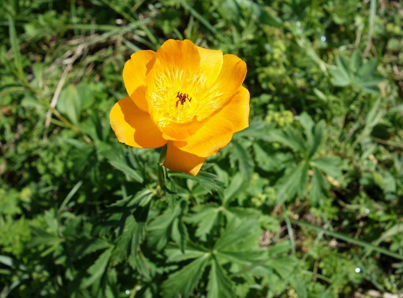 Изображение особи Trollius altaicus.