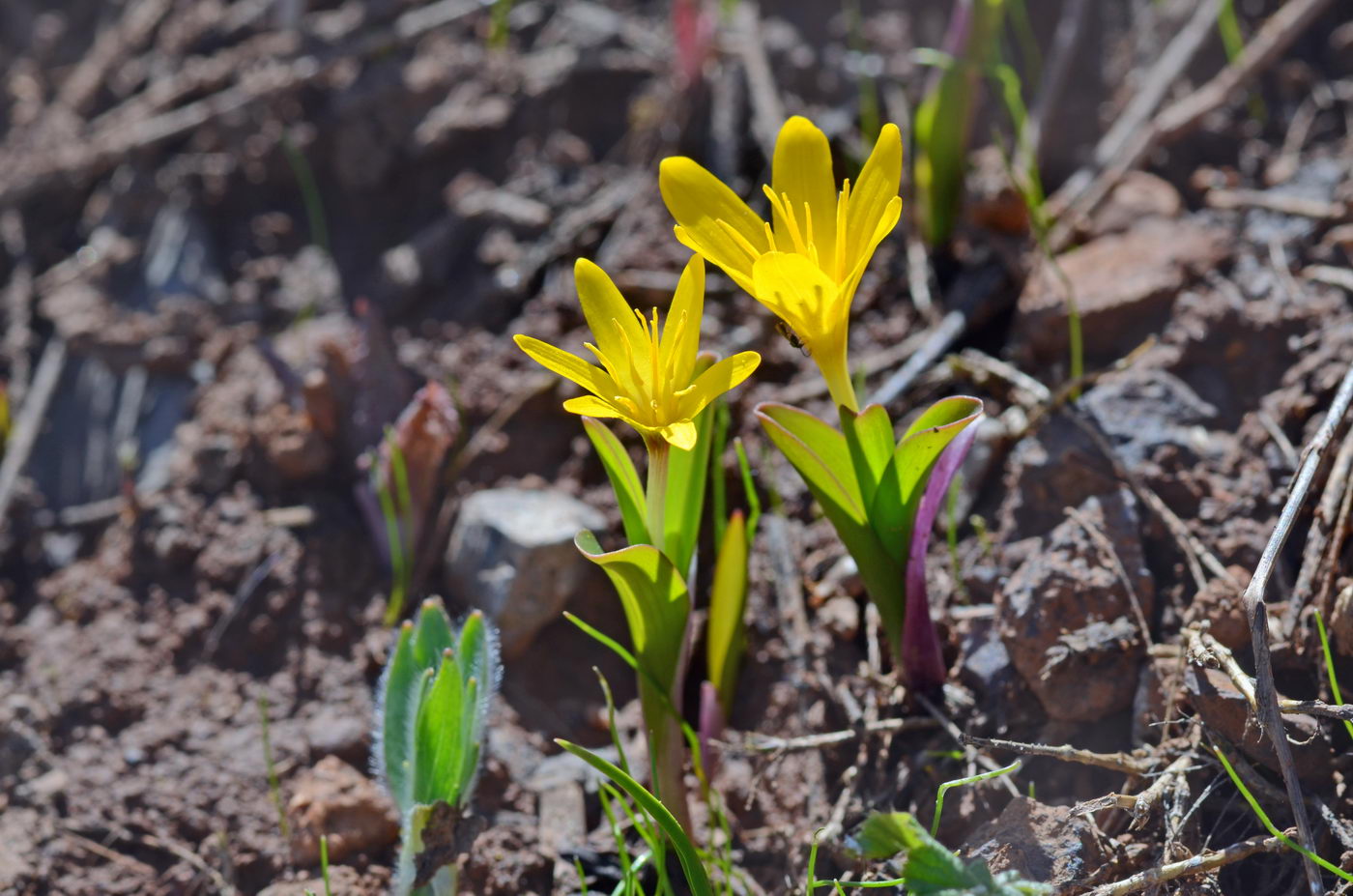 Изображение особи Colchicum luteum.