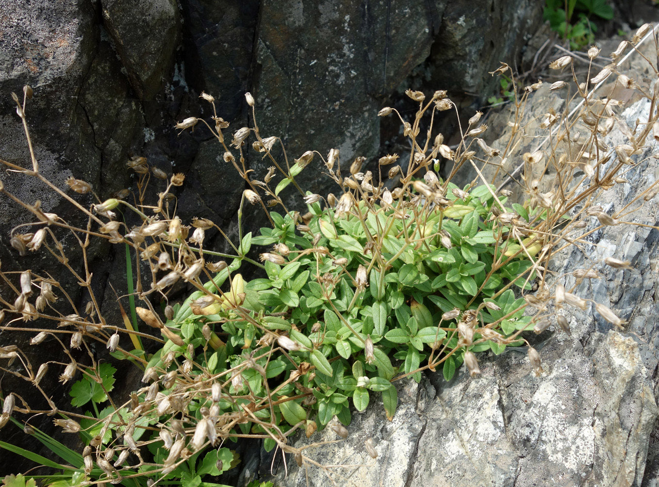 Image of Cerastium fischerianum specimen.