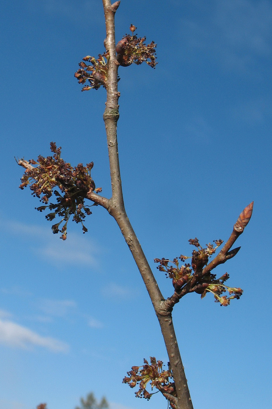 Изображение особи Ulmus laevis.