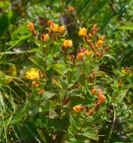 Hypericum kamtschaticum. Верхушки цветущих растений. Курильские о-ва, о. Шиашкотан, разнотравье. 16.08.2019.