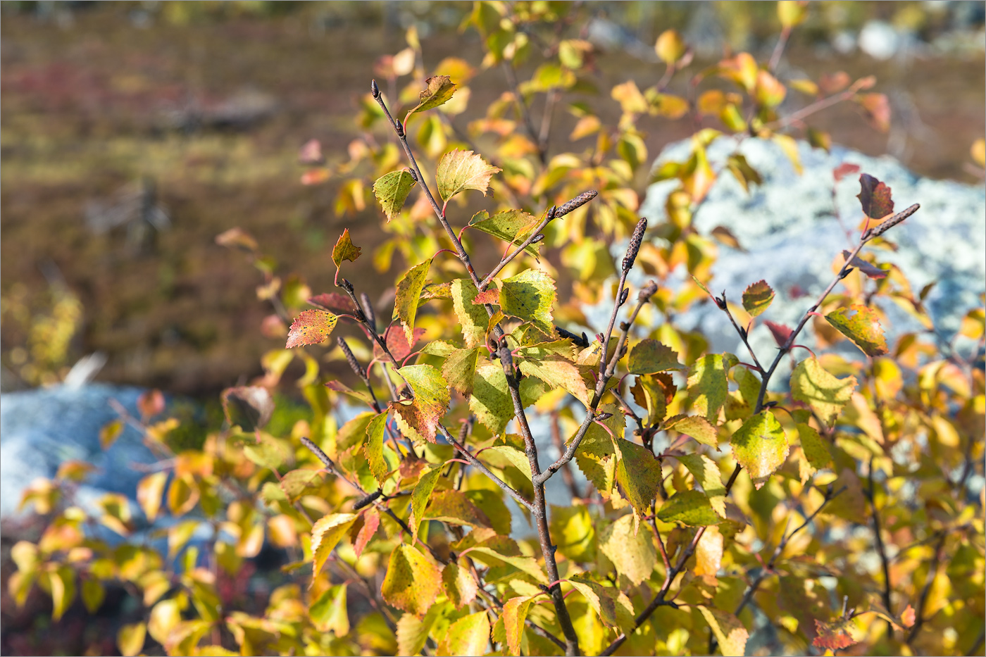 Image of genus Betula specimen.