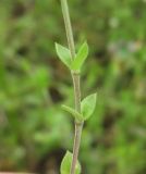 Image of taxon representative. Author is Владислав Григоренко