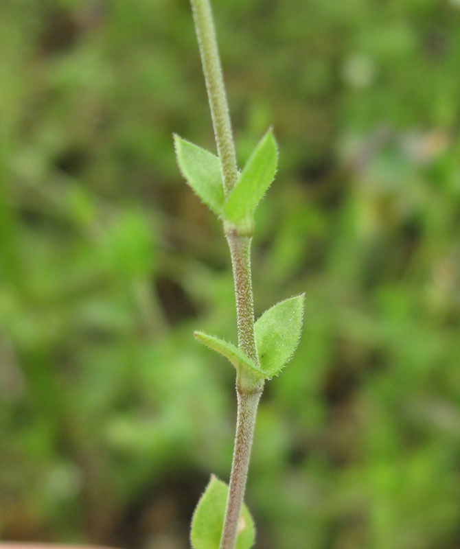 Изображение особи Arenaria serpyllifolia.