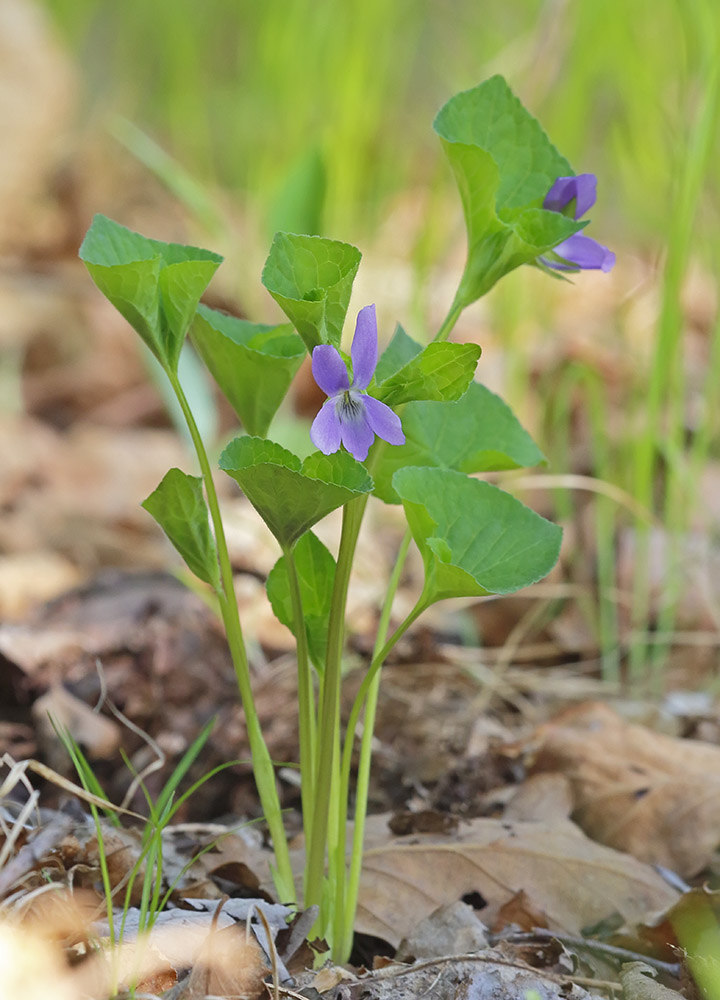 Image of Viola brachysepala specimen.