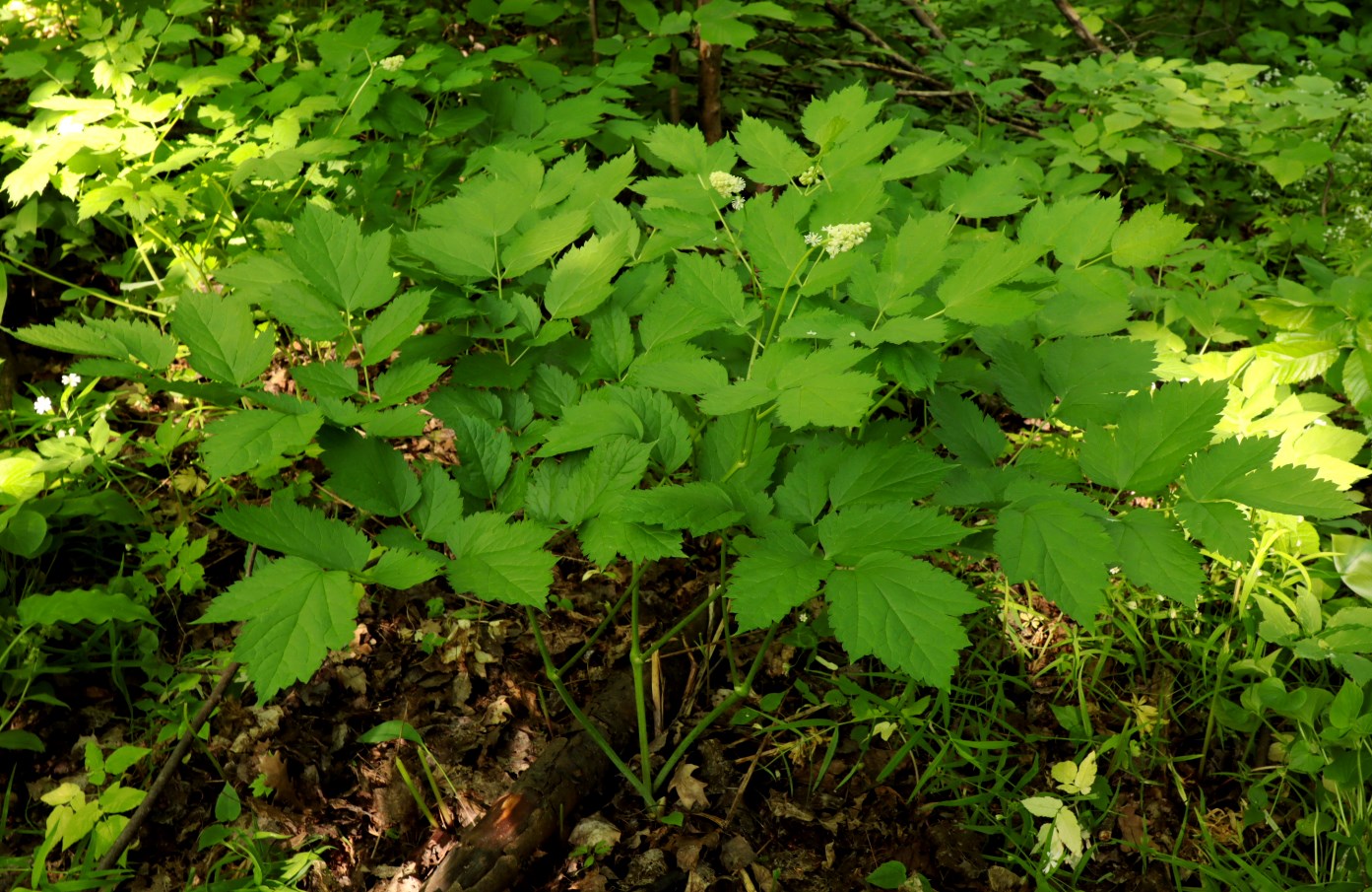 Image of Actaea spicata specimen.