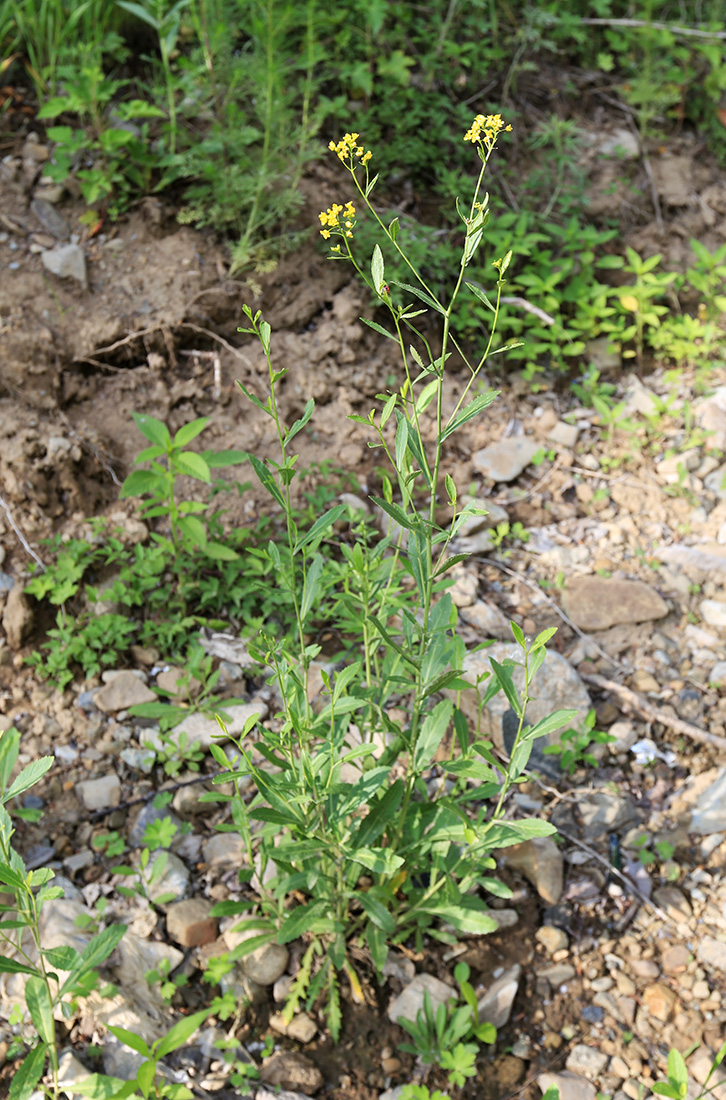 Image of Rorippa austriaca specimen.