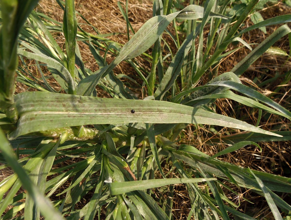 Image of Tragopogon borysthenicus specimen.