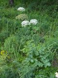 Laserpitium latifolium