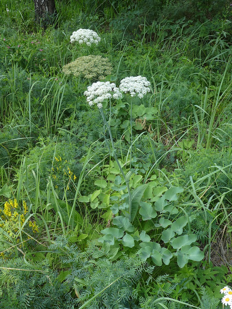 Изображение особи Laserpitium latifolium.