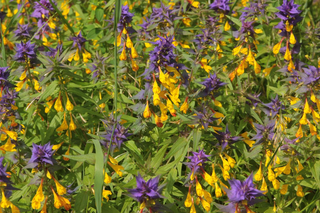 Image of Melampyrum nemorosum specimen.