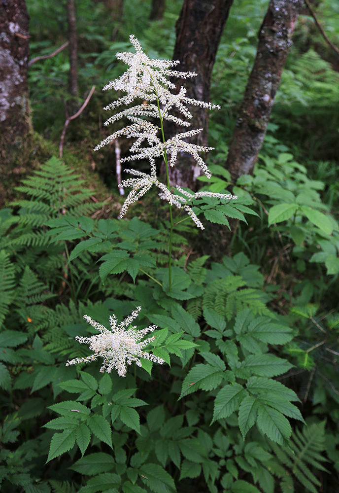 Изображение особи Aruncus dioicus.