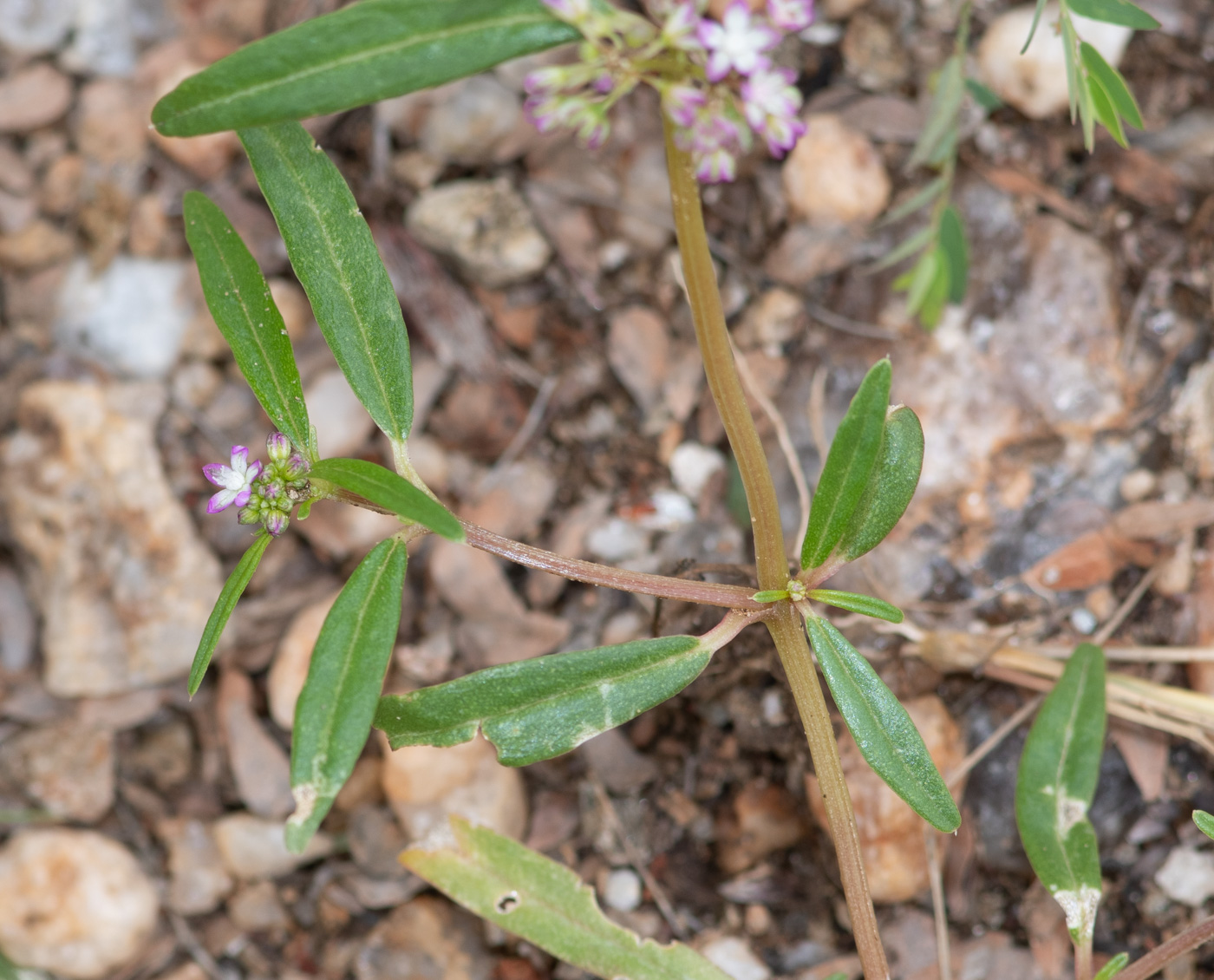 Image of Gisekia africana specimen.