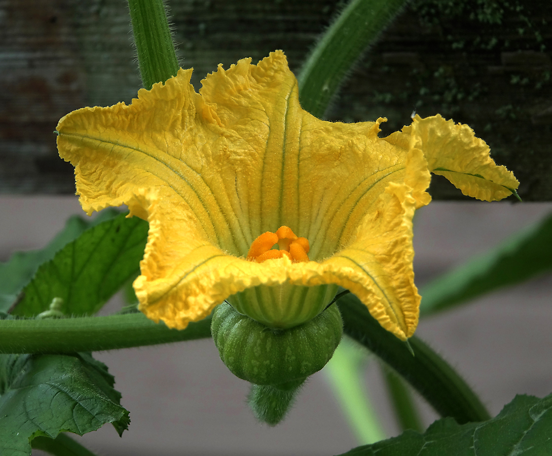 Image of Cucurbita pepo specimen.