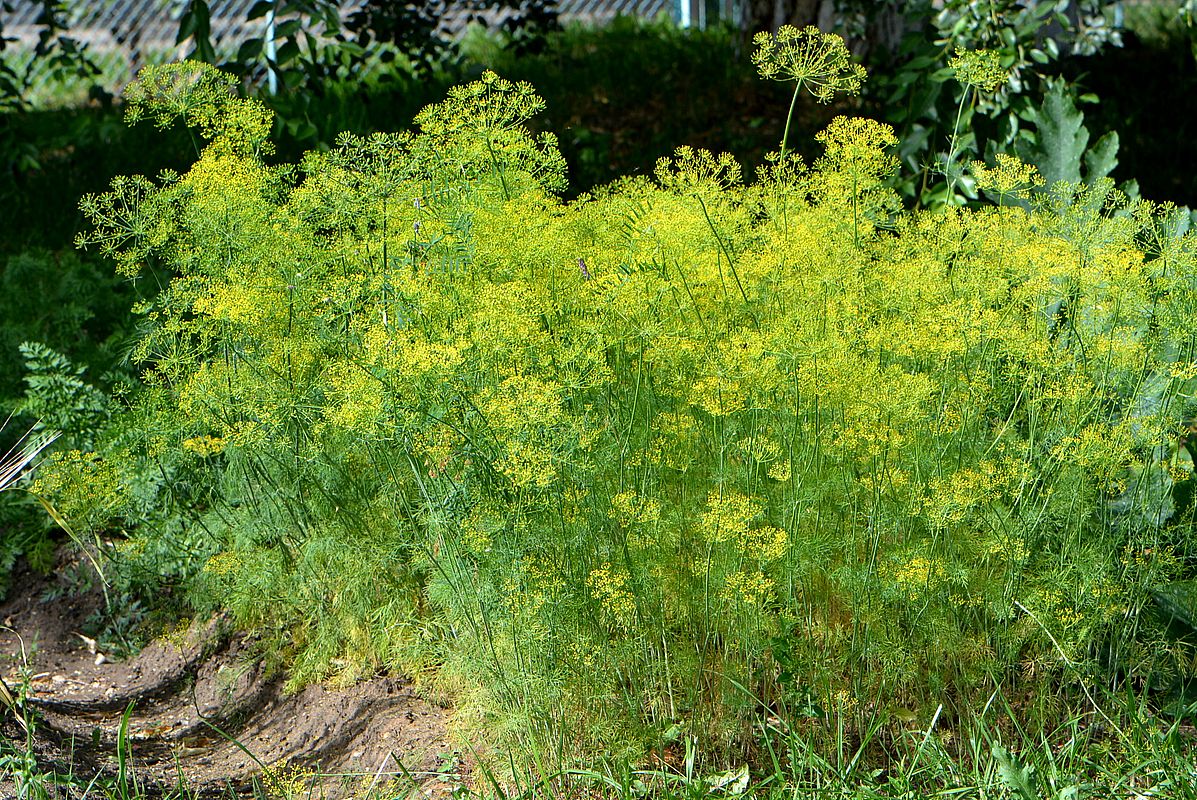 Изображение особи Anethum graveolens.