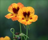 Tropaeolum majus