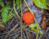 Rubus illecebrosus