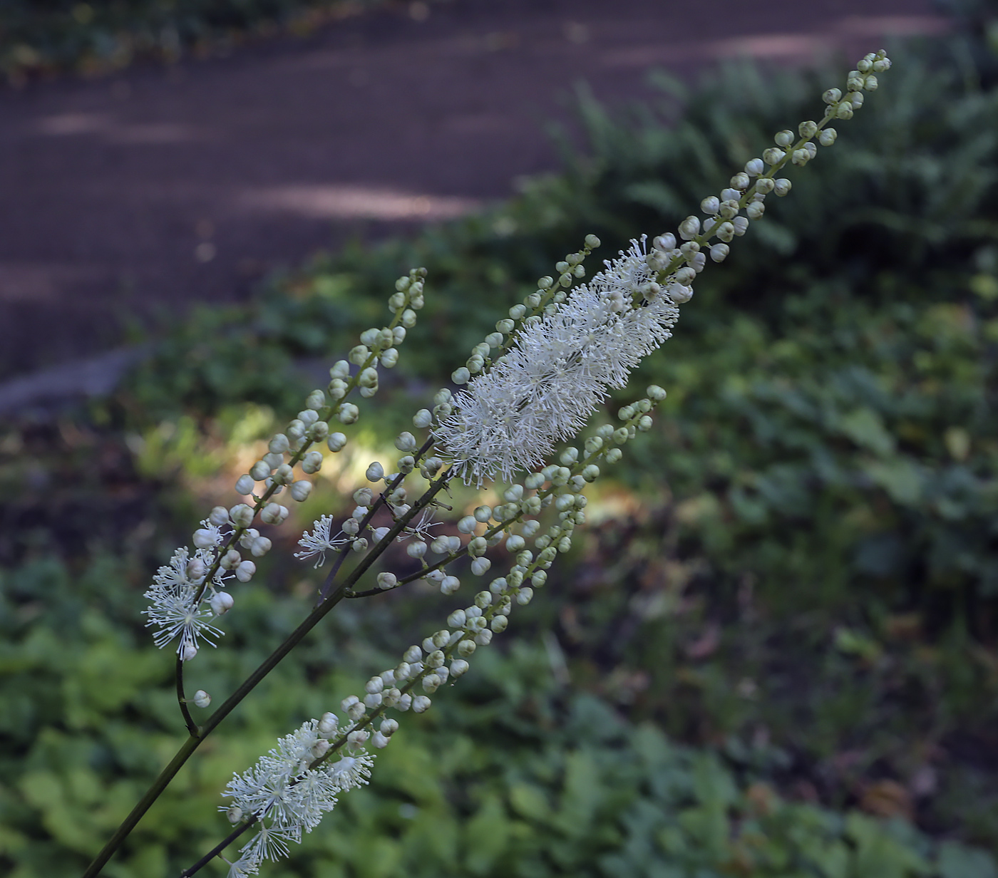 Изображение особи Cimicifuga rubifolia.