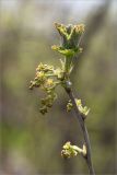 Ribes spicatum