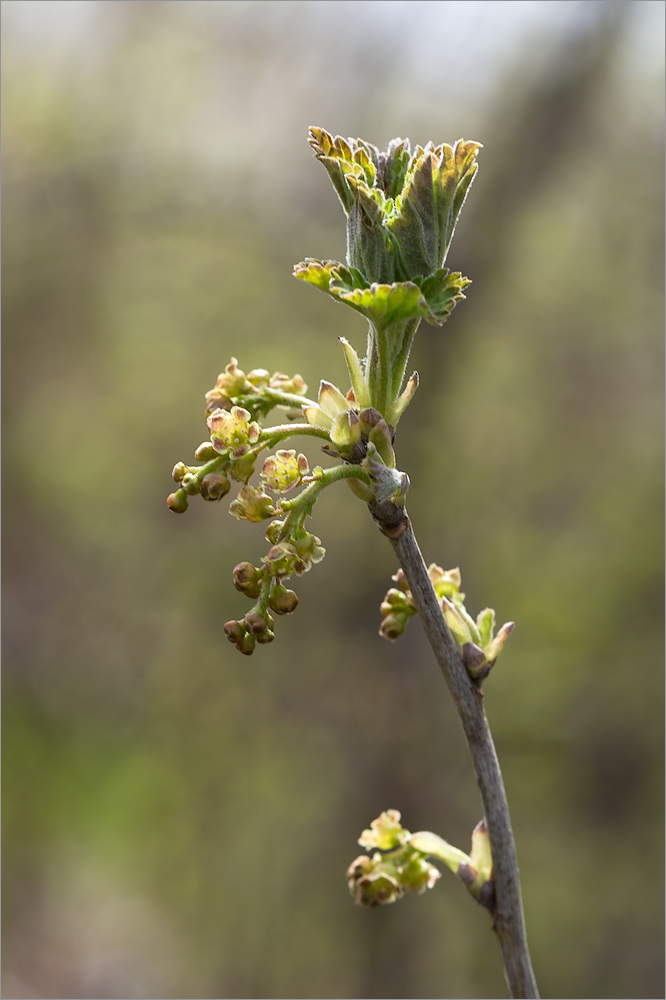 Image of Ribes spicatum specimen.