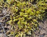 genus Brachythecium