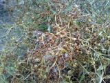 genus Cuscuta