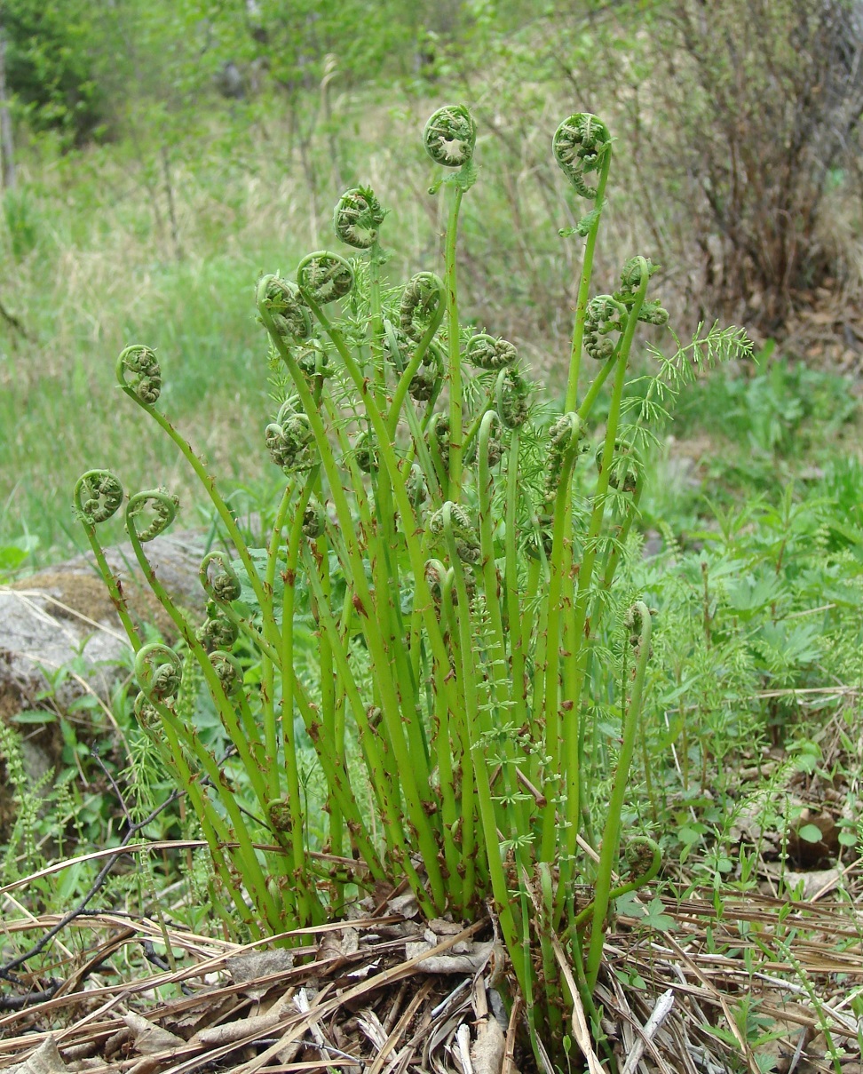 Изображение особи Matteuccia struthiopteris.