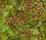 Juncus alpino-articulatus