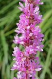 Lythrum salicaria. Средняя часть соцветия. Псковская обл., Палкинский р-н, окр. дер. Шабаны, берег р. Великая, сырой луг на известняке. 12.08.2020.