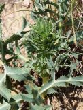 Eryngium campestre. Верхушка растения с развивающимися соцветиями. Волгоградская обл., Камышинский р-н, Лебяженское сельское поселение, окр. горы Уши, песчаный овраг. 31.05.2019.