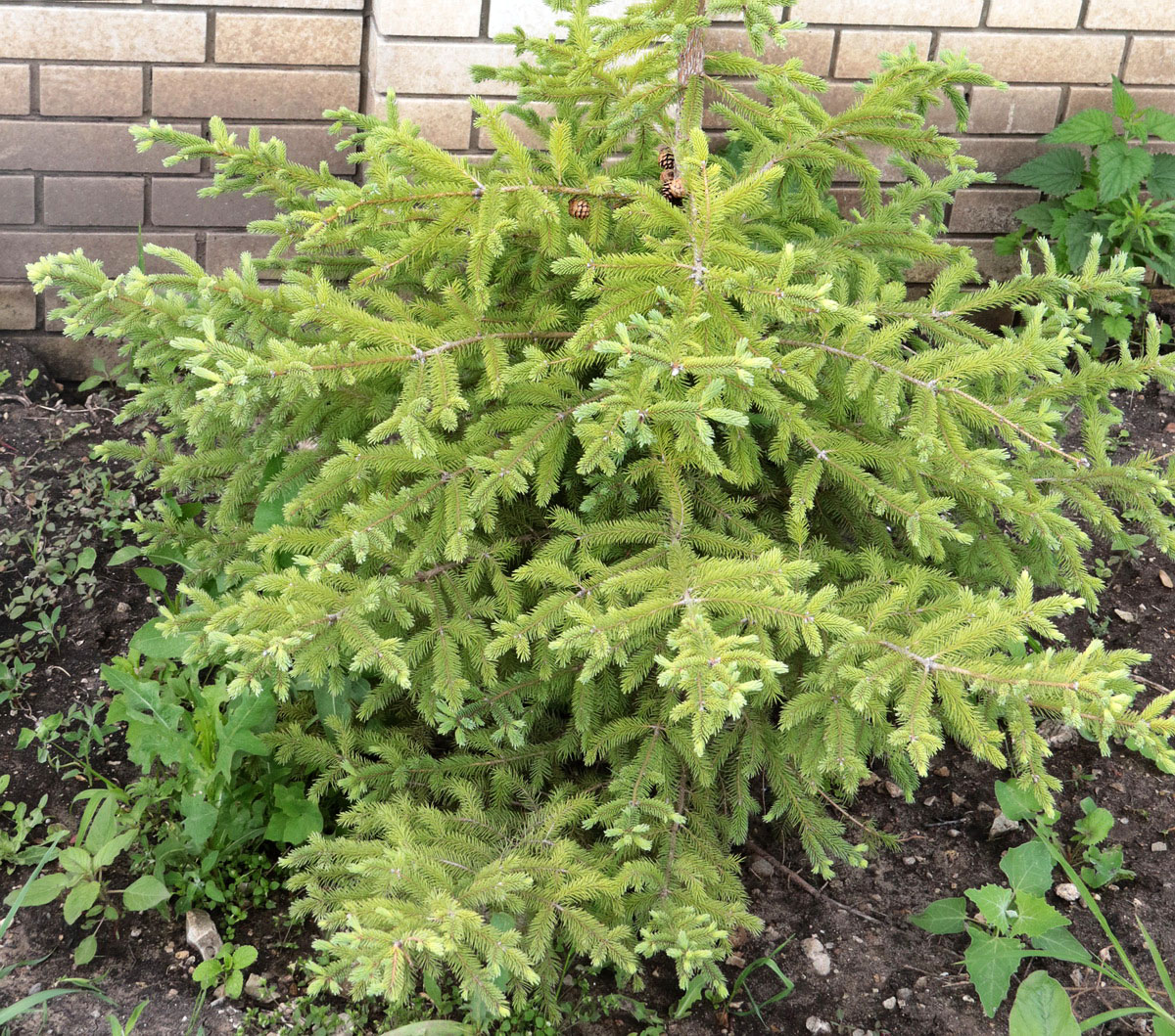 Image of Picea omorika specimen.