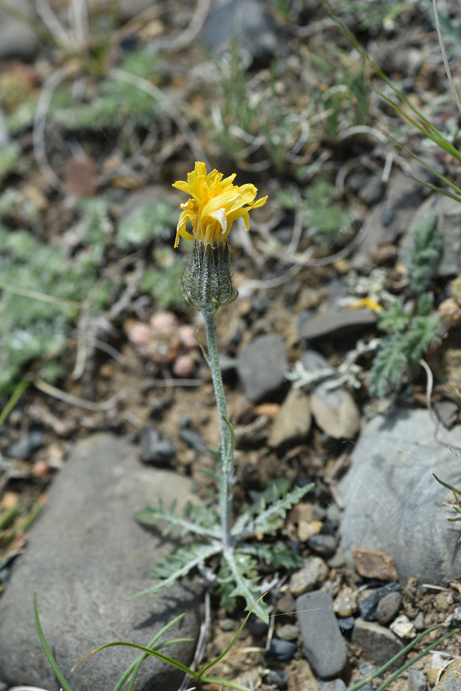 Изображение особи Crepis crocea.