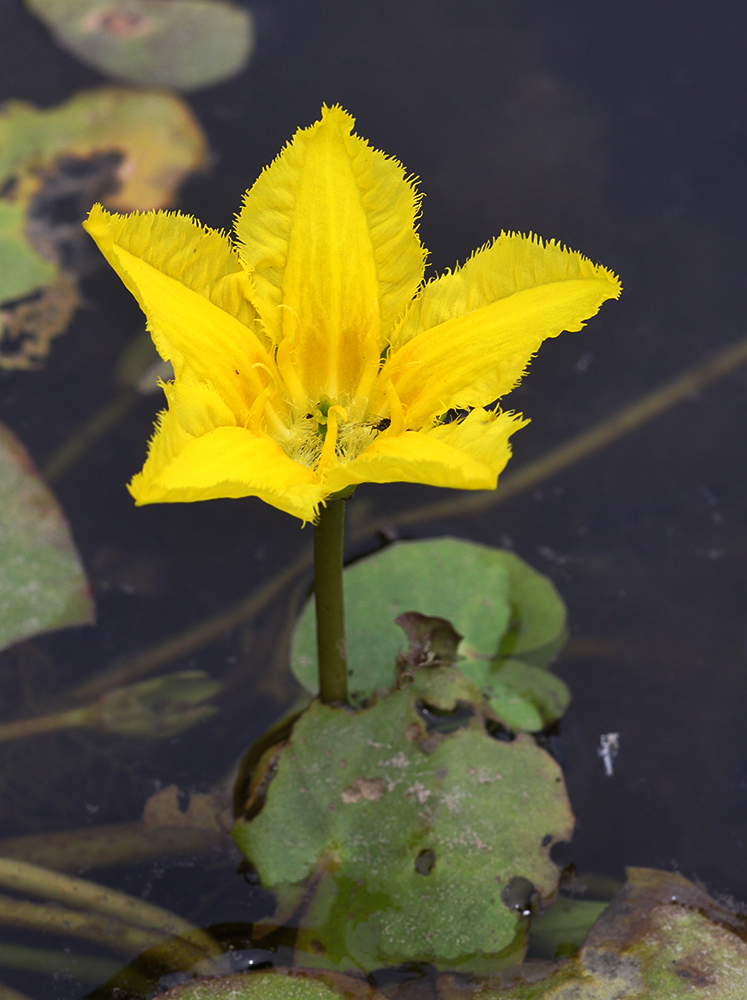 Image of Nymphoides peltata specimen.